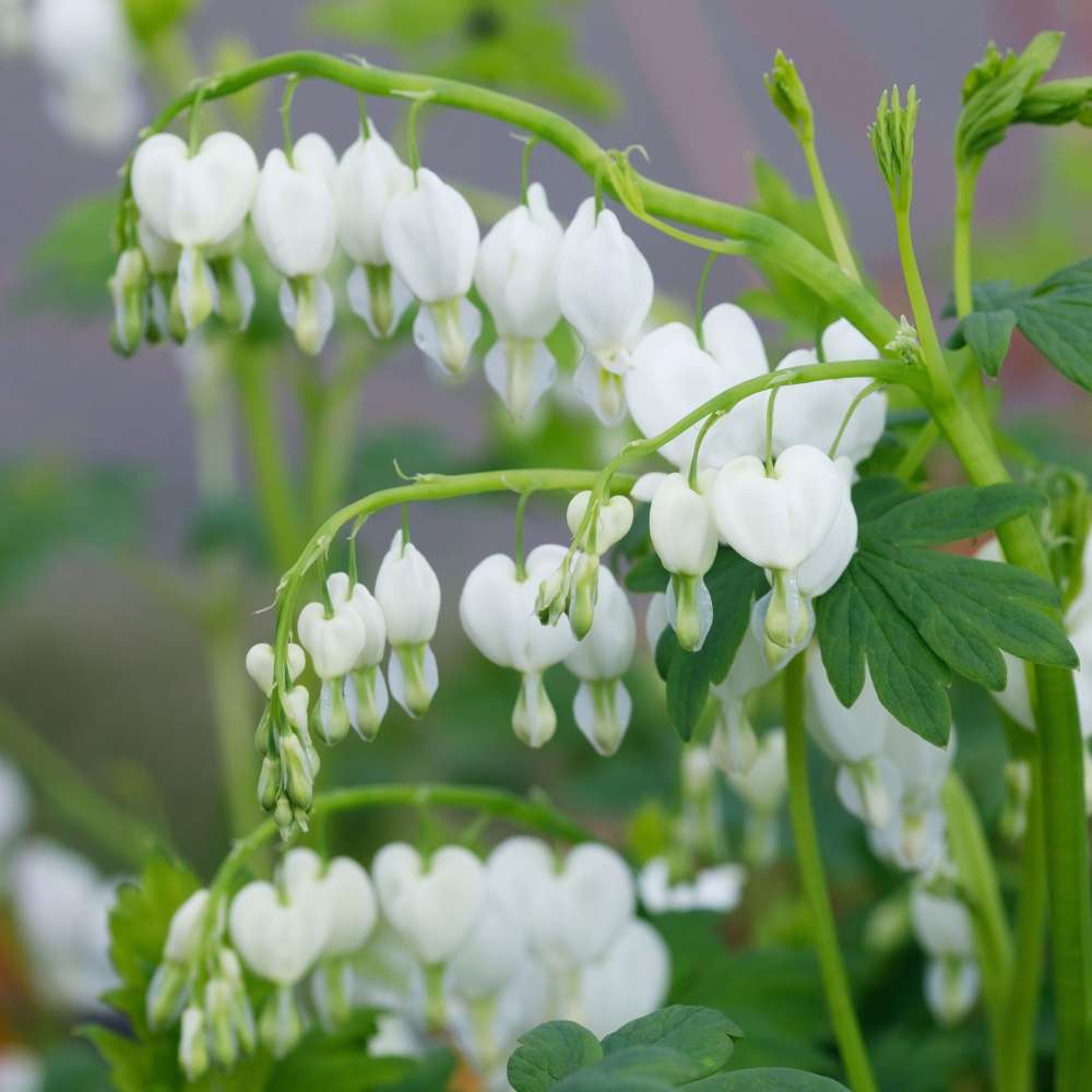 Løjtnantshjerte 'White'